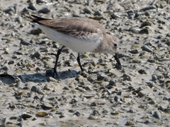 Calidris alpina