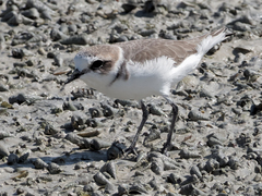 Charadrius alexandrinus