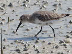 Calidris alpina