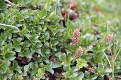 Salix tschuktschorum