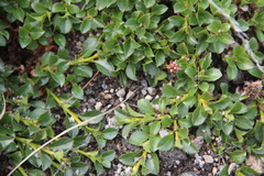 Salix tschuktschorum