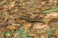 Zonosaurus laticaudatus