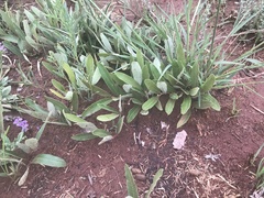 Parinari capensis capensis