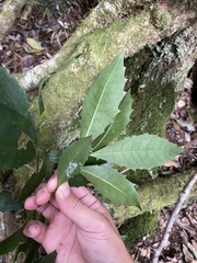 Polyosma cunninghamii