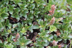 Salix tschuktschorum