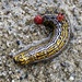Western Red-Humped Caterpillar Moth - Photo (c) James Parham, some rights reserved (CC BY-NC), uploaded by James Parham