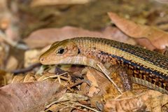 Zonosaurus laticaudatus