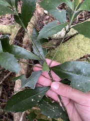 Polyosma cunninghamii