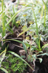 Bupleurum triradiatum