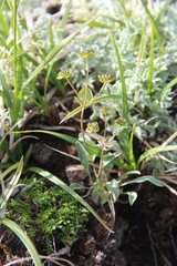 Bupleurum triradiatum