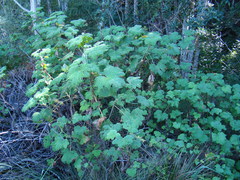 Pelargonium papilionaceum