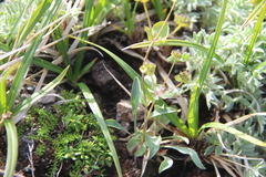 Bupleurum triradiatum