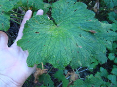 Pelargonium papilionaceum