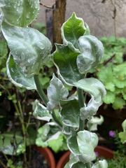 Euphorbia tithymaloides