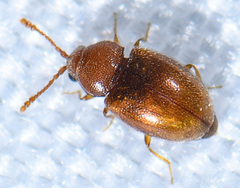 Atomaria lewisi