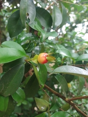 Eugenia involucrata