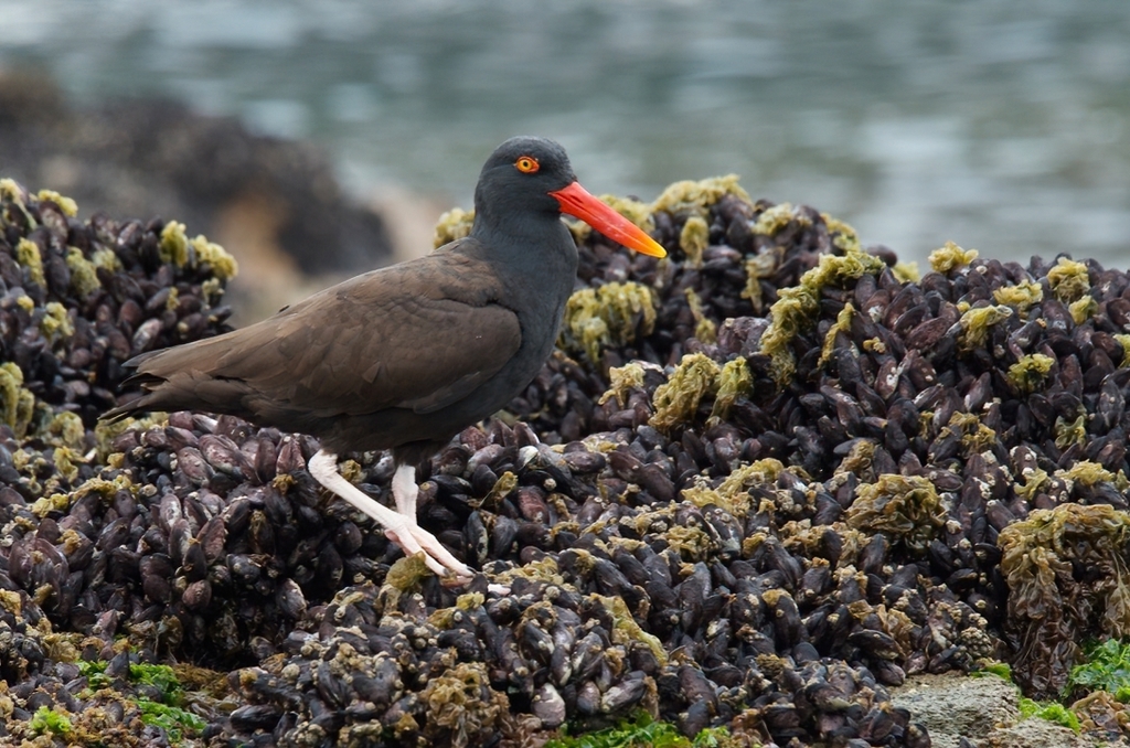 Blackish Oystercatcher