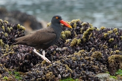 Blackish Oystercatcher photo 1