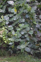 Dillenia suffruticosa