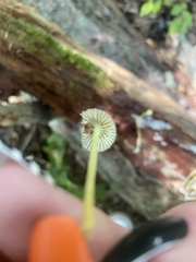 Mycena cystidiosa