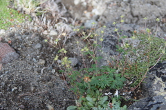 Potentilla vulcanicola