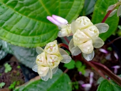 Monolena primuliflora