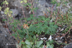 Potentilla vulcanicola