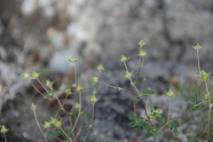 Potentilla vulcanicola