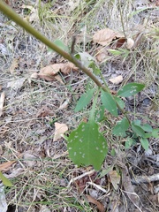 Symphyotrichum anomalum