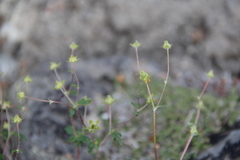 Potentilla vulcanicola