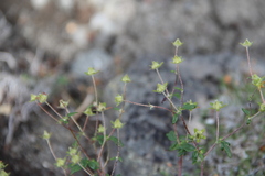Potentilla vulcanicola