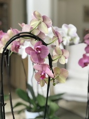 Phalaenopsis