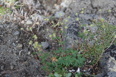 Potentilla vulcanicola