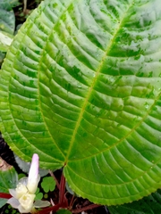 Monolena primuliflora