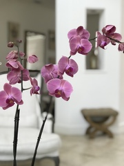 Phalaenopsis