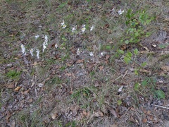 Symphyotrichum anomalum