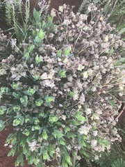 Trichodesma physaloides