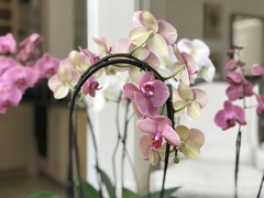Phalaenopsis