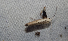 Yponomeuta fumigatus