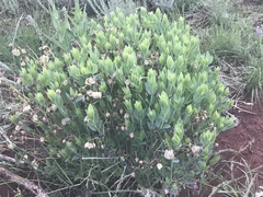 Trichodesma physaloides