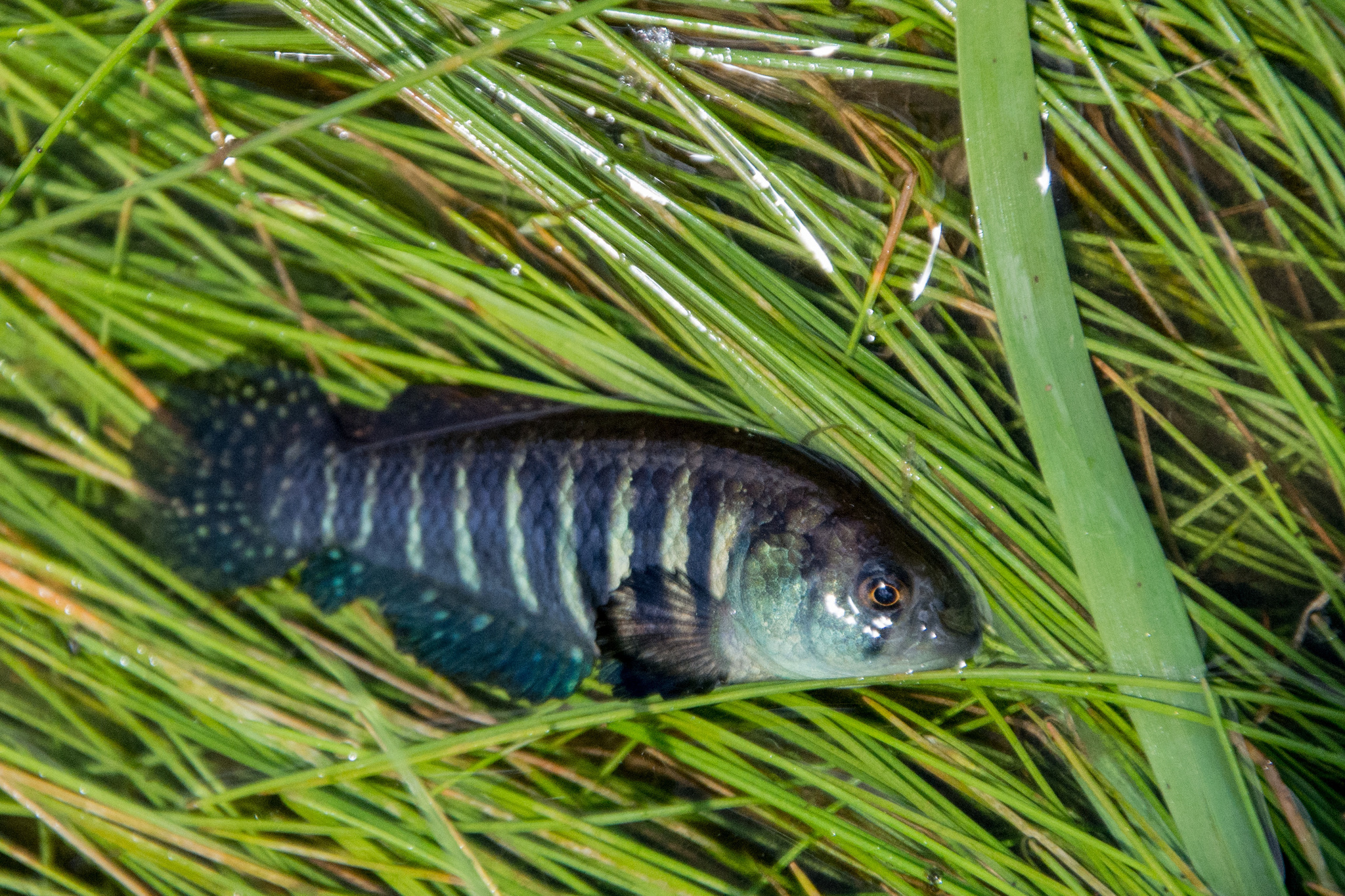 Garcialebias botocudo