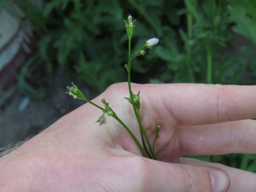Image of Wahlenbergia androsacea by (c) Jeremy Gilmore, some rights reserved (CC BY)