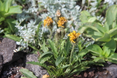 Crepis chrysantha