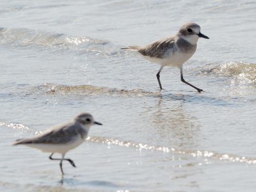 Chorlitejo mongol grande (Charadrius leschenaultii)