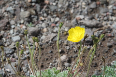 Papaver microcarpum