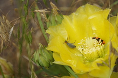 Epicauta atrata
