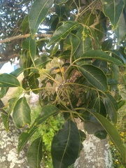 Casimiroa