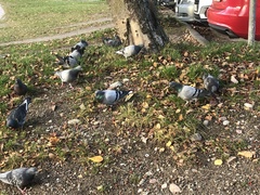 Columba livia domestica