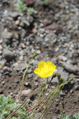 Papaver microcarpum