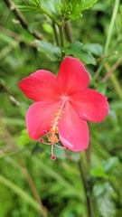 Hibiscus praeteritus